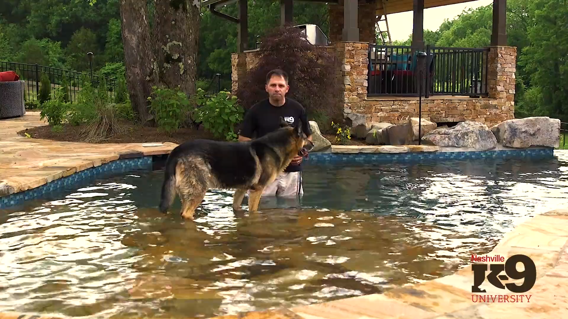 Introducing your dog to swimming – Getting acclimated to water