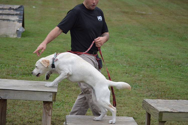 Teaching your dog the climb command