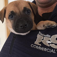 Introduction to puppies and / or your new adult dog (for puppies and adult dogs)