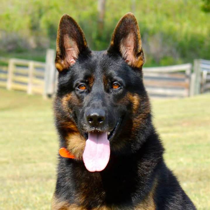 German Shepherd Dogs