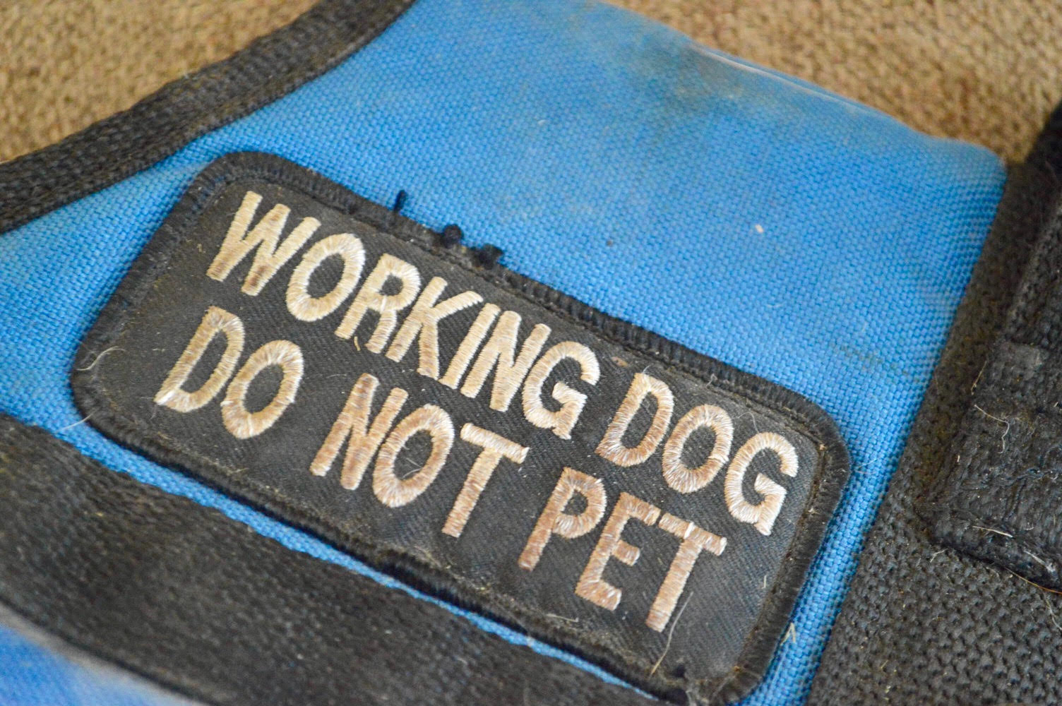 Can my dog be a therapy dog?