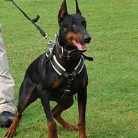 Flat collars: how to use