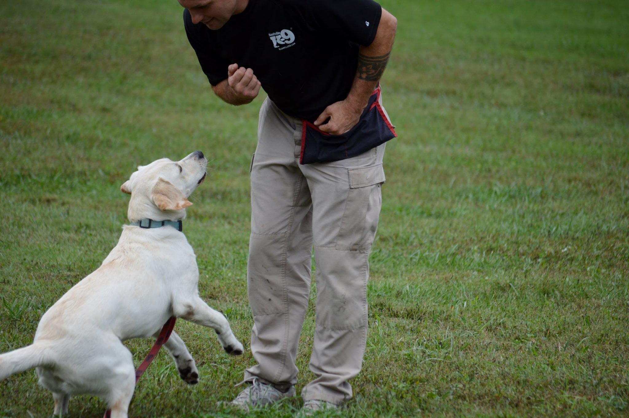 Teaching recall to sit